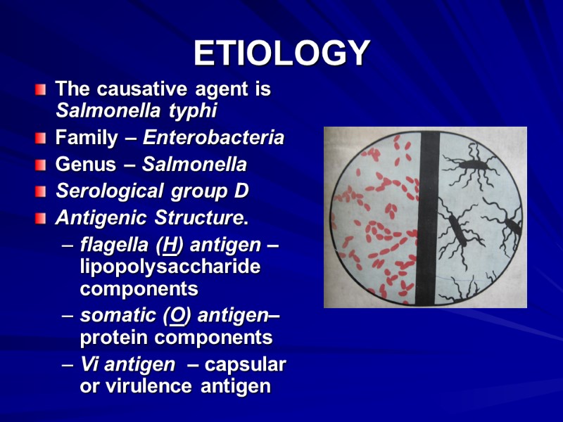 ETIOLOGY The causative agent is Salmonella typhi Family – Enterobacteria Genus – Salmonella Serological